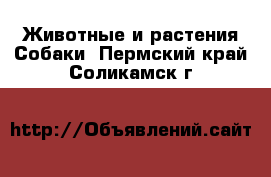 Животные и растения Собаки. Пермский край,Соликамск г.